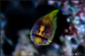   Juvenille Green Moray Eeel. Eeel  